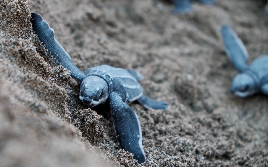 ¿Qué hacer en Puerto Escondido?